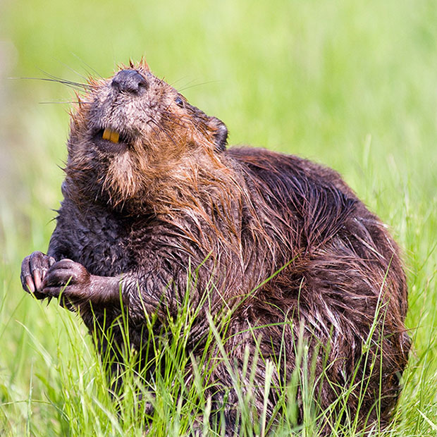 Strange and Fascinating Animal Teeth Circle Pines MN Circle Pines